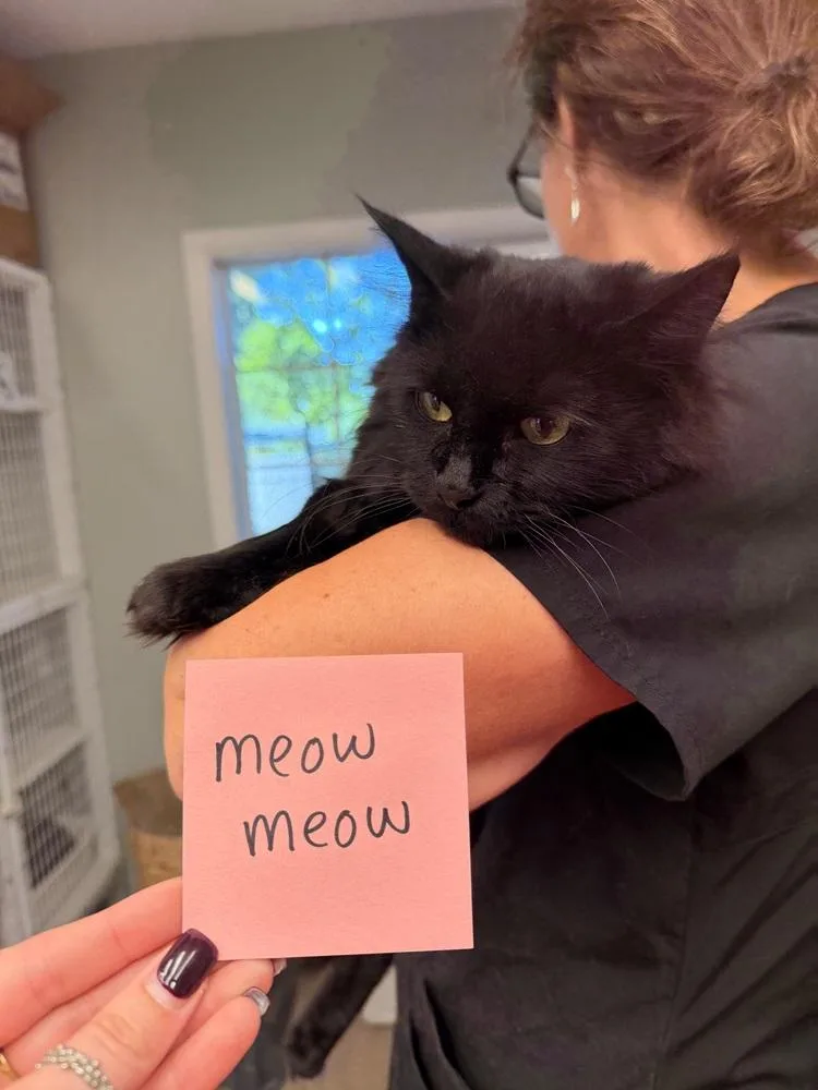 Meow Meow