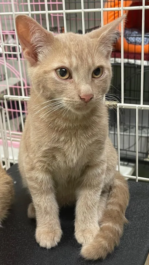 A baby small-sized female Domestic Medium Hair cat named Shelly for adoption in Westfield, NY