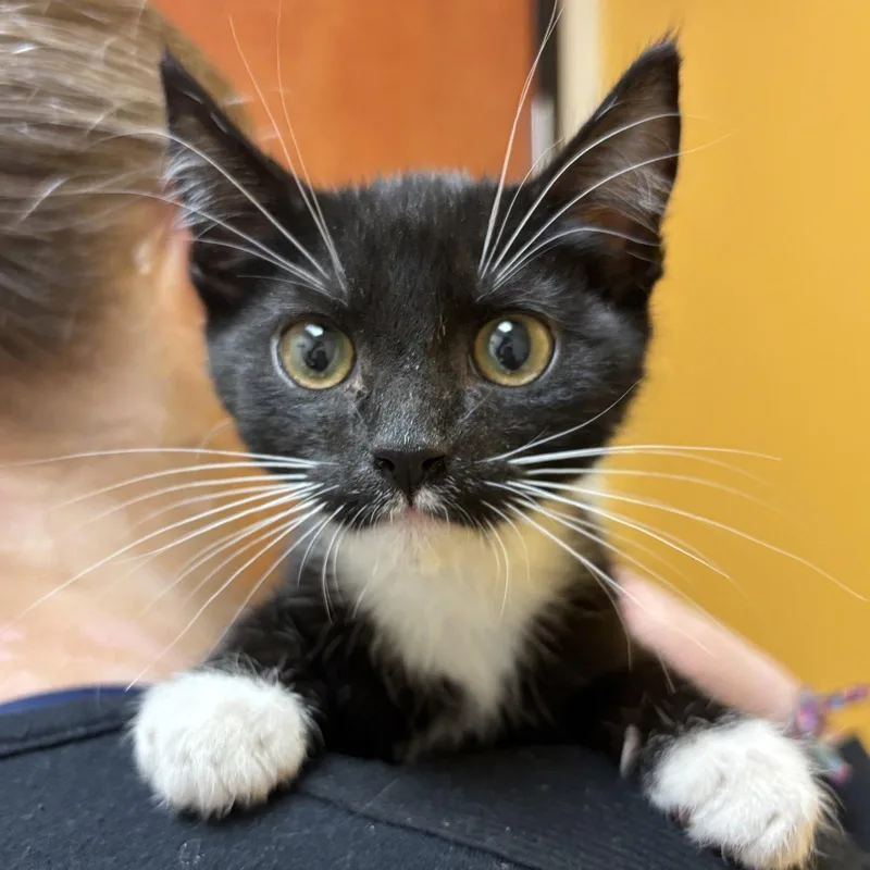 A baby medium-sized male Domestic Short Hair cat named Prince for adoption in Sonora, CA