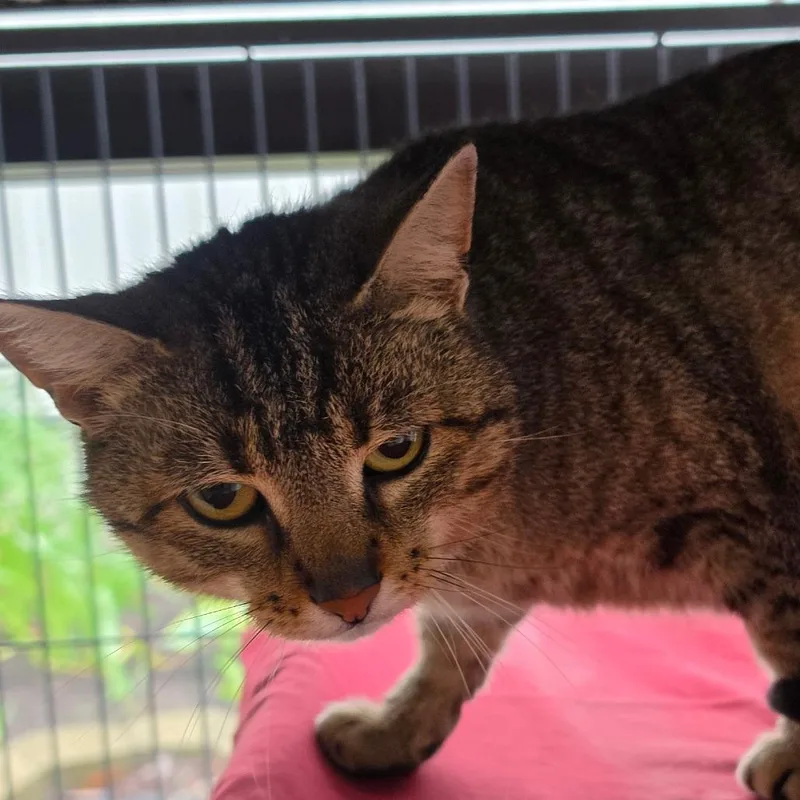 An adult medium-sized female Brown / Chocolate Domestic Short Hair cat named Juno for adoption in Muncie, IN