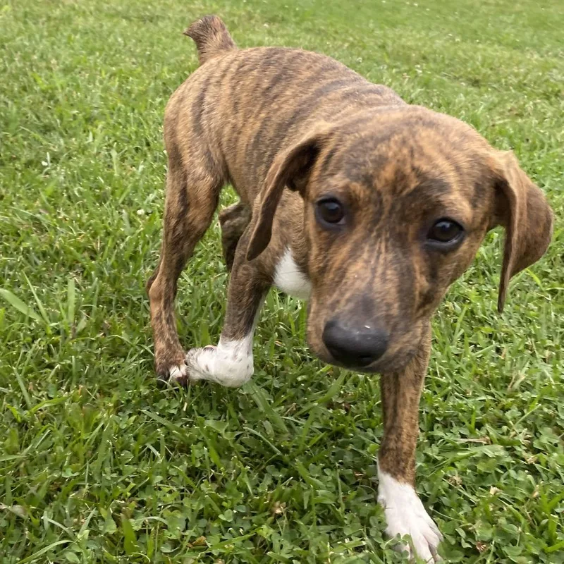 A baby small-sized female Brown / Chocolate Mixed Breed dog named Peach for adoption in Fletcher, NC