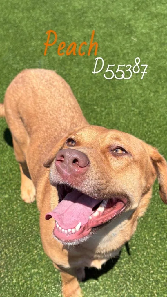 An adult large-sized female Mixed Breed dog named Peach for adoption in Clarksville, TN