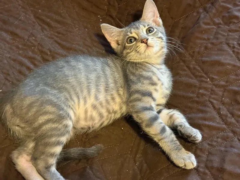 A baby medium-sized male Tabby (Gray / Blue / Silver) Domestic Short Hair cat named Pebble for adoption in Rochester, NY