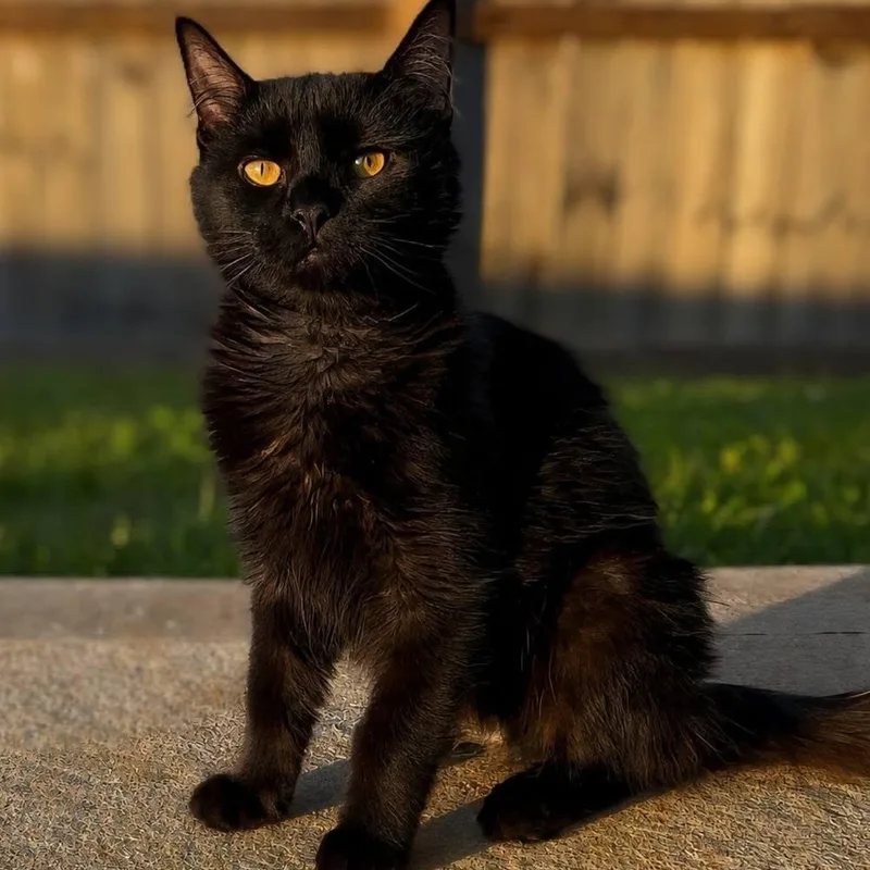 A young medium-sized male Domestic Medium Hair cat named Neo for adoption in Niota, TN