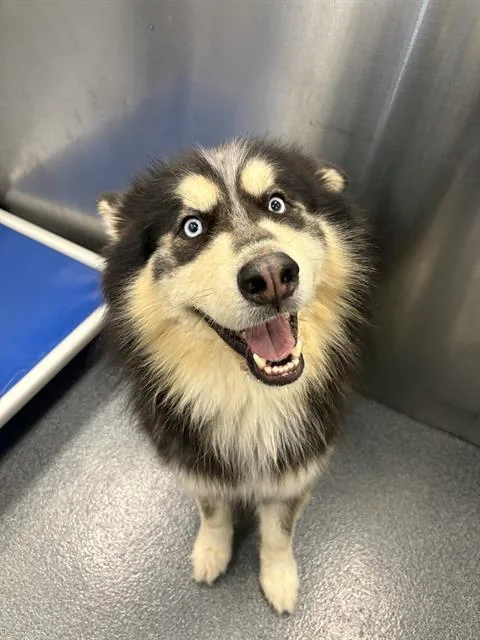 An adult large-sized male Mixed Breed dog named Maverick for adoption in Dallas, TX