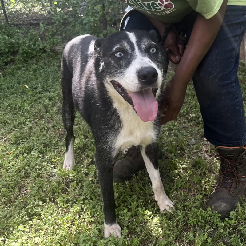 An adult medium-sized female Mixed Breed dog named Faith for adoption in Spring, TX