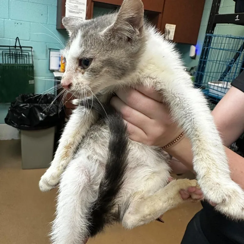 A young medium-sized male Gray / Blue / Silver Domestic Short Hair cat named Arthur for adoption in Gadsden, AL