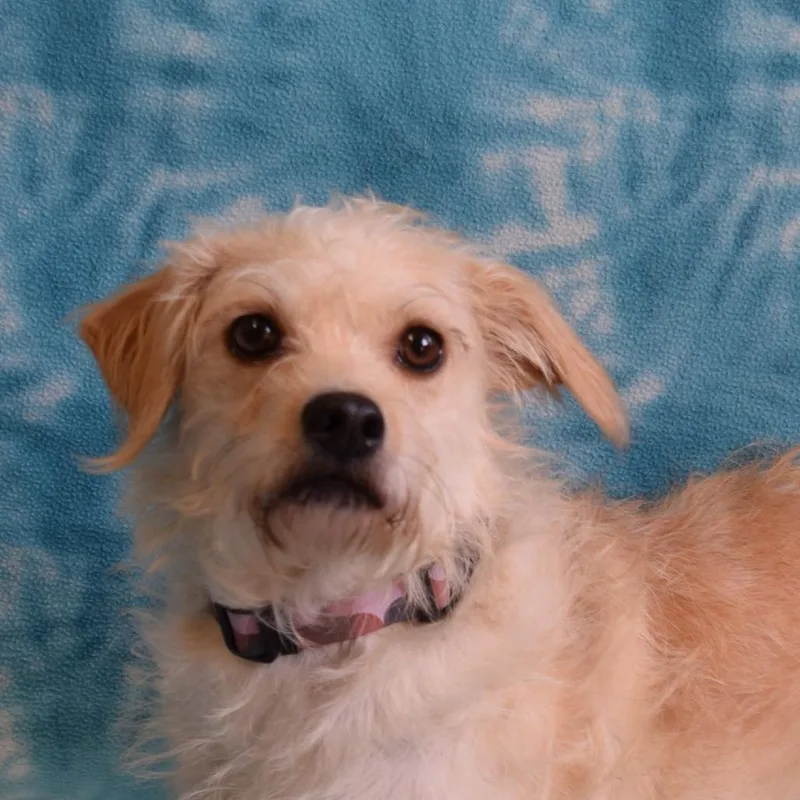 An adult medium-sized female Terrier dog named Gretchen for adoption in Eureka, CA