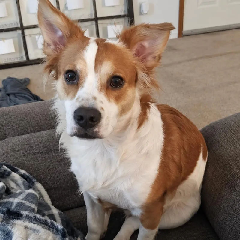 A senior small-sized male Australian Shepherd dog named Oliver for adoption in Rogersville, MO