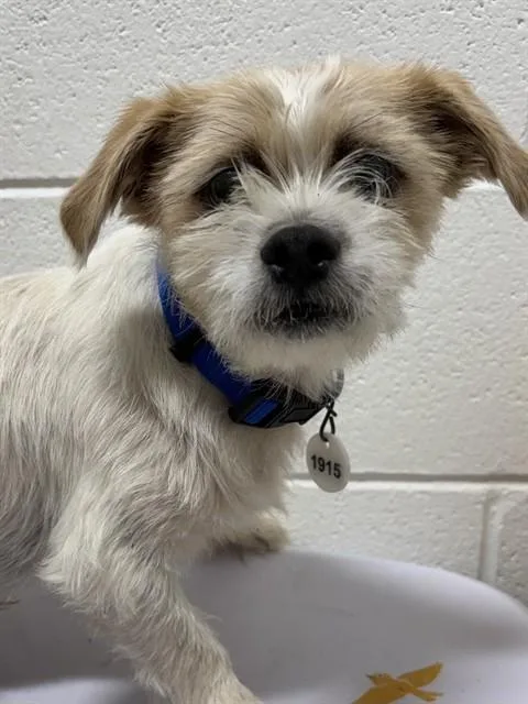 A young small-sized male Terrier dog named Diego for adoption in Upper Marlboro, MD