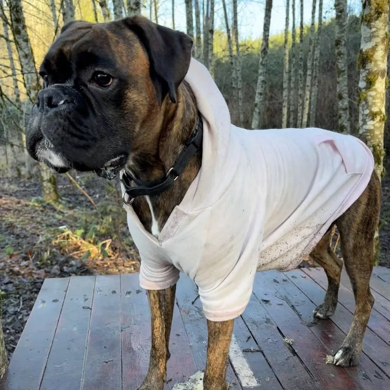 An adult small-sized female Brindle Boxer dog named Mia for adoption in McMinnville, OR