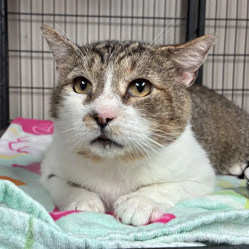 An adult large-sized male Tabby (Tiger Striped) Domestic Short Hair cat named Gavin for adoption in Breinigsville, PA