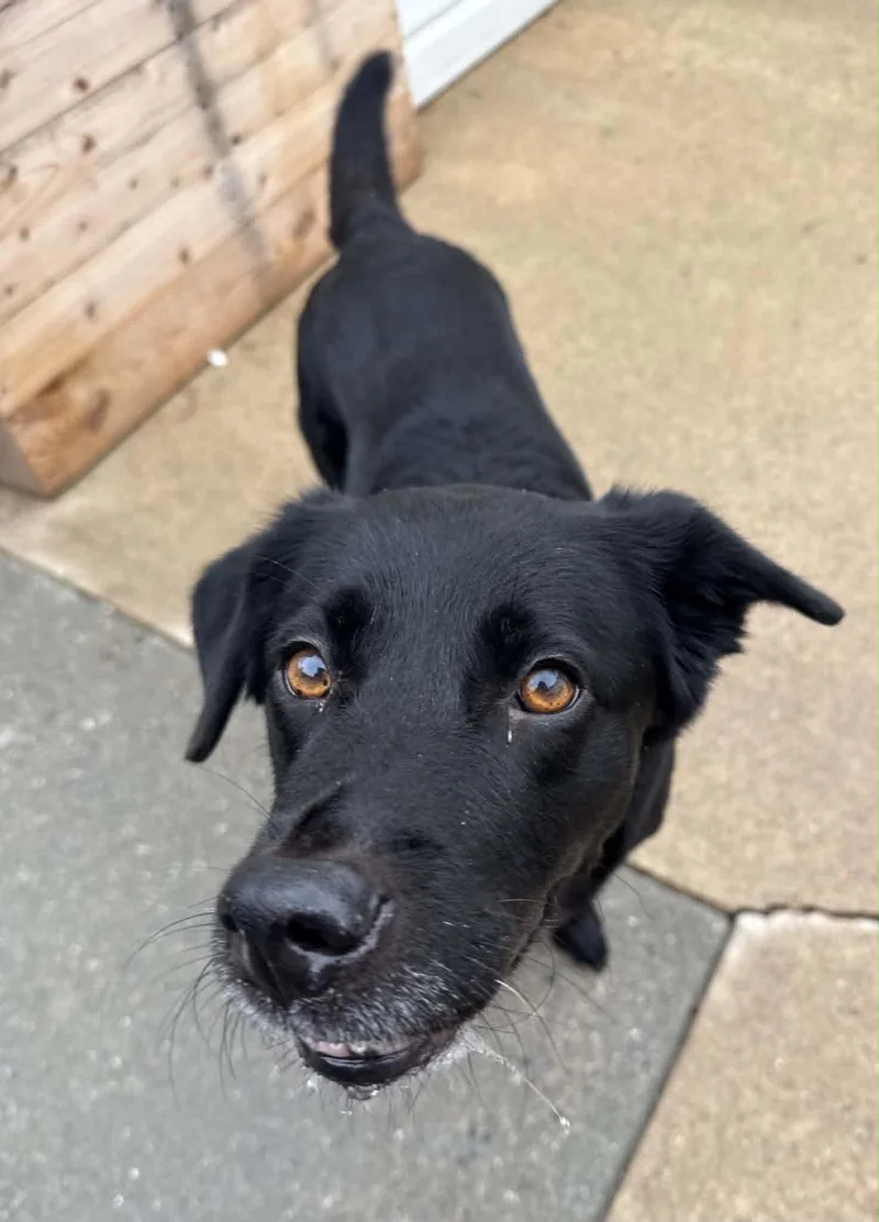 A senior large-sized female Black Labrador Retriever dog named Marley for adoption in Groton, CT