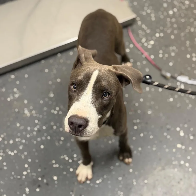A young medium-sized male Gray / Blue / Silver Mixed Breed dog named Hero for adoption in Columbiana, AL