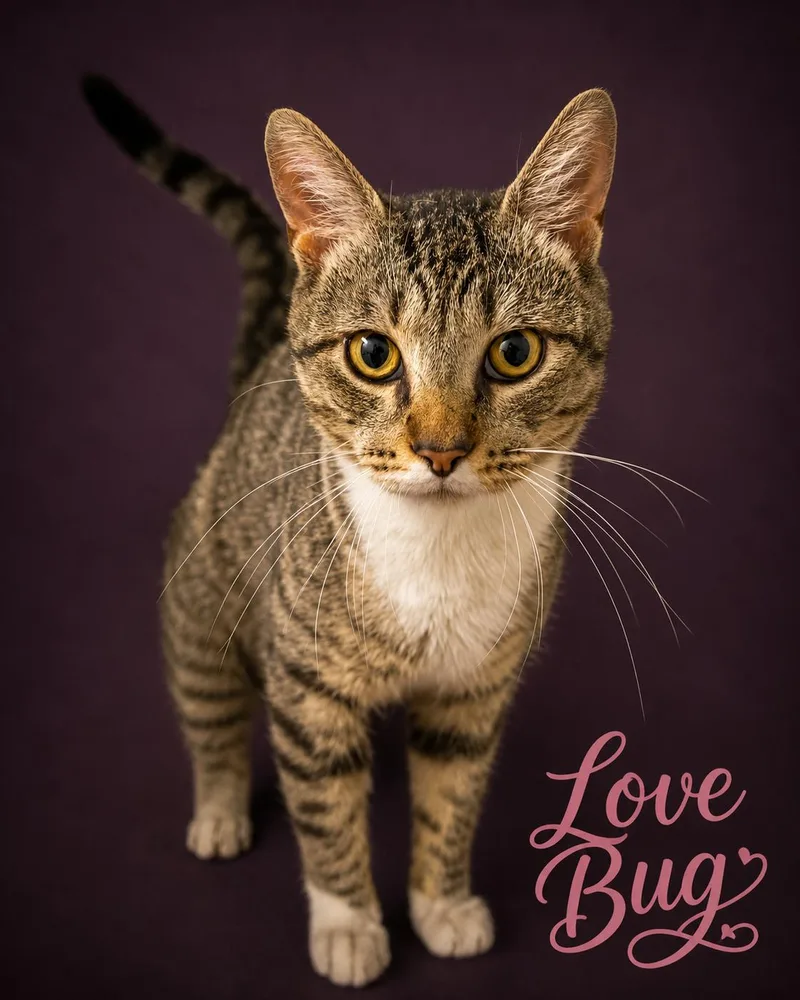 LovebugLove Bug thumbnail 3