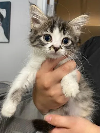 A baby small-sized female Tabby (Gray / Blue / Silver) Domestic Medium Hair cat named Trixie at PetSmart in for adoption in Bishop, GA