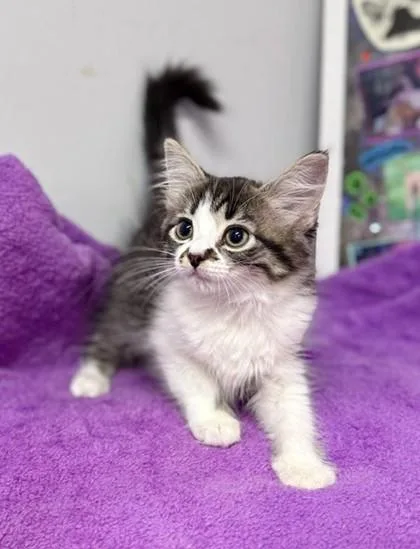 Trixie at PetSmart in thumbnail 2