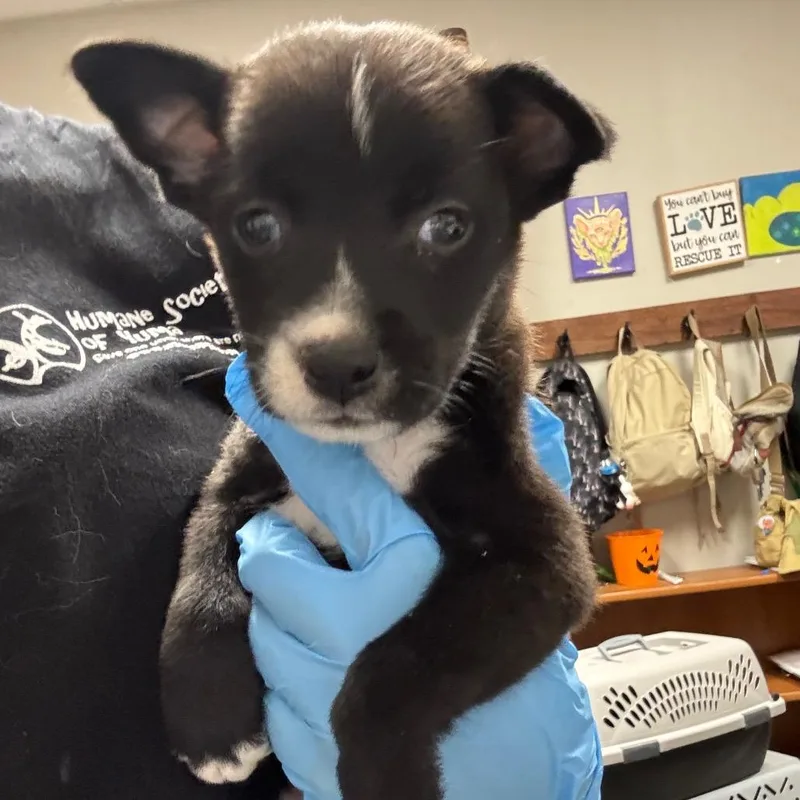 A baby small-sized male Black Labrador Retriever dog named Hermes for adoption in Yuma, AZ