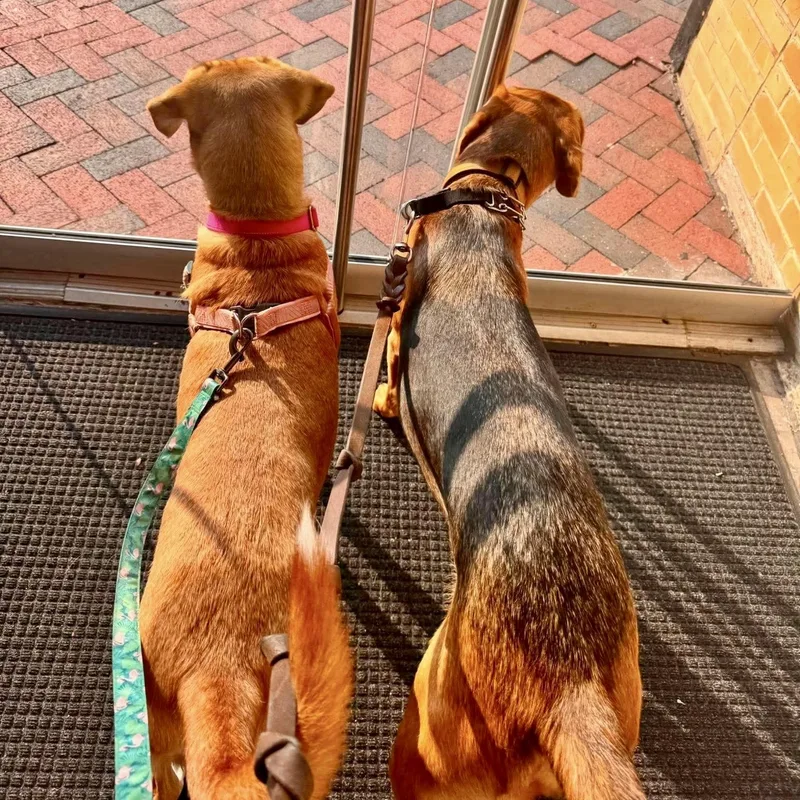 An adult medium-sized female Hound dog named Sasha for adoption in Monroe , NC
