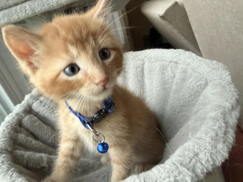 A baby small-sized male Orange & White American Shorthair cat named Odifin Tutola for adoption in GALESVILLE, WI