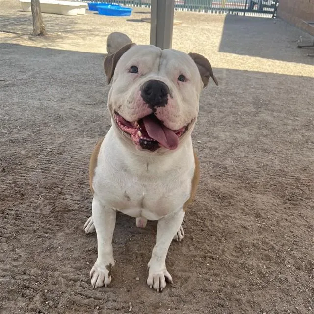 An adult large-sized male Pit Bull Terrier dog named Canelo for adoption in Thousand Palms, CA