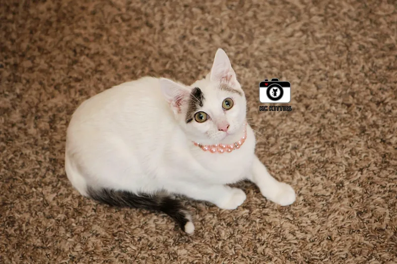 Midwest Princess thumbnail 3