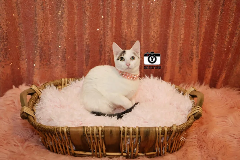 Midwest Princess thumbnail 4