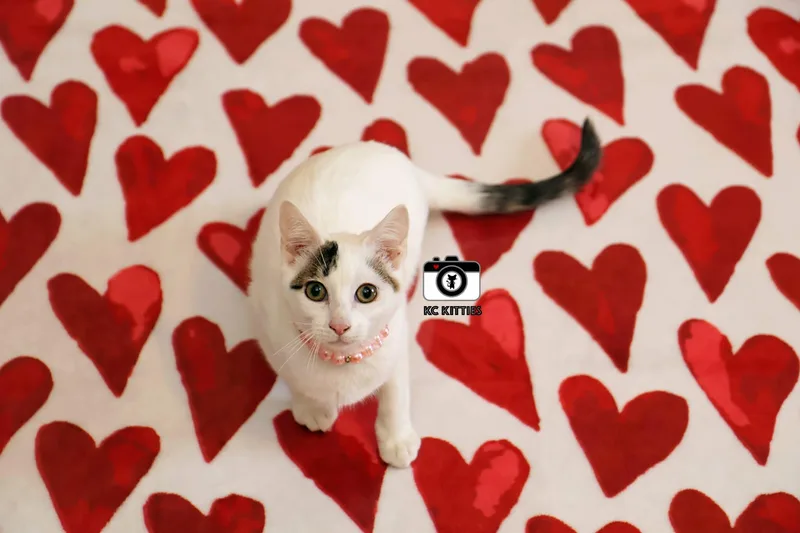 Midwest Princess thumbnail 5