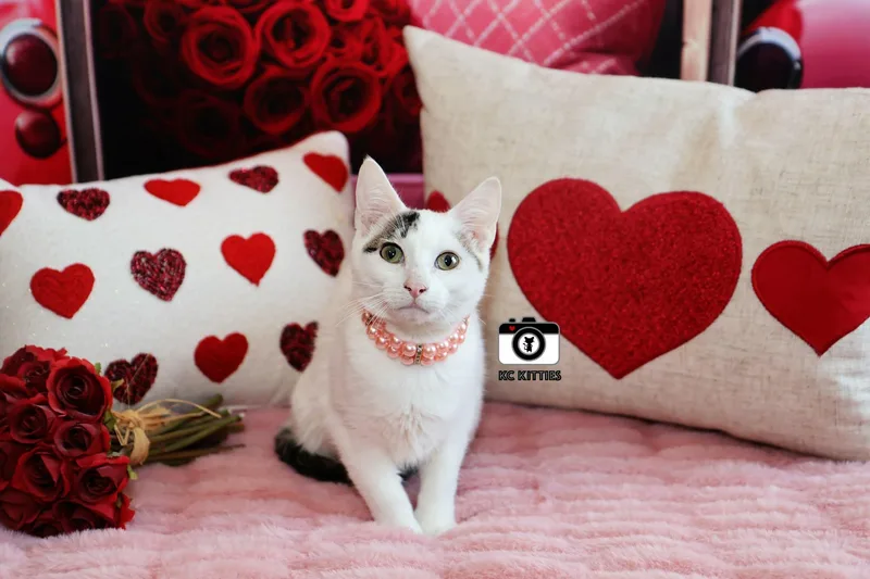 Midwest Princess thumbnail 6