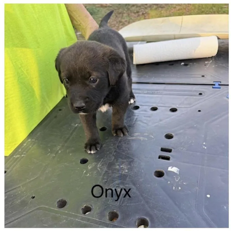 Onyx