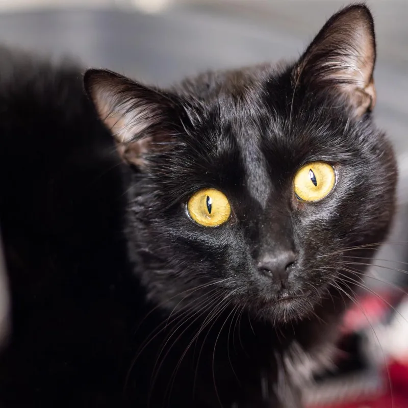 An adult large-sized male Black Domestic Short Hair cat named Mitch Rodeo for adoption in Wilmington, DE