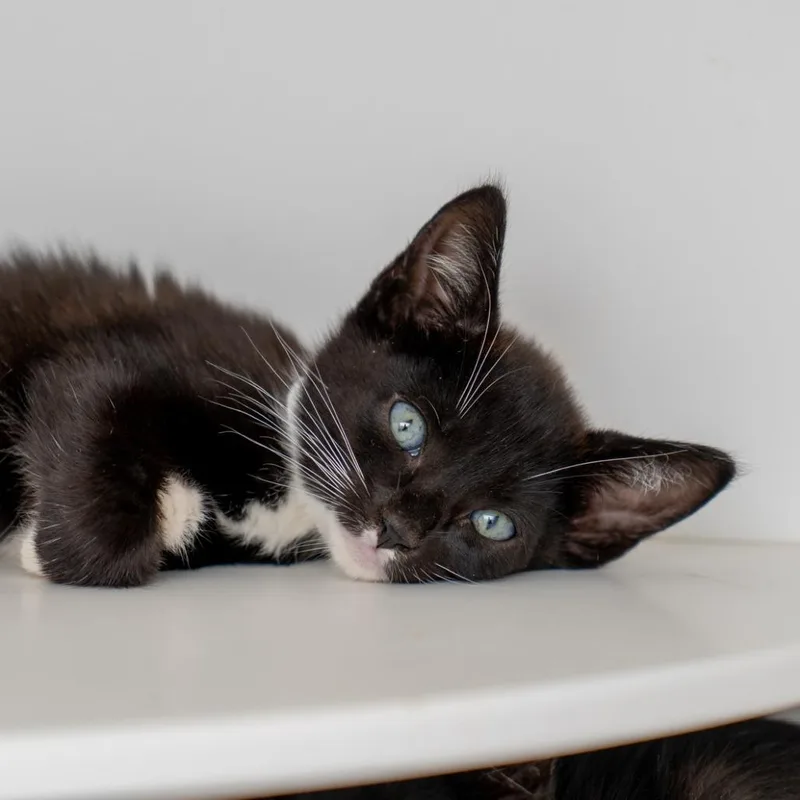 A baby small-sized male Black Domestic Short Hair cat named Cliff for adoption in New York, NY