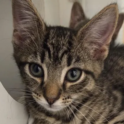 A baby small-sized male Domestic Short Hair cat named Stanley for adoption in Voorhees, NJ
