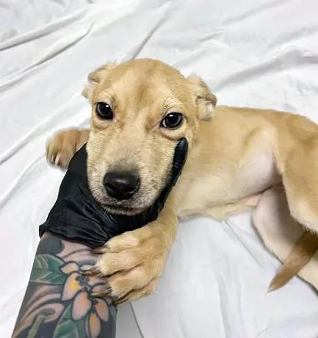 A baby small-sized female Yellow / Tan / Blond / Fawn Mixed Breed dog named Aluminum for adoption in Nashville, TN