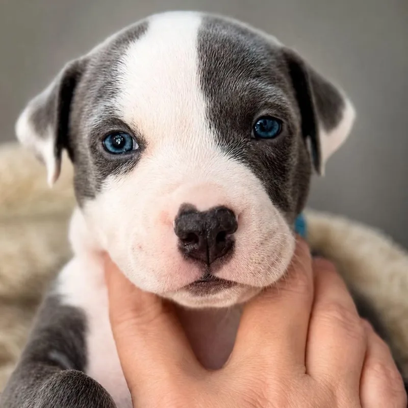 A baby large-sized male White / Cream Mixed Breed dog named Jean Claude Van Damme for adoption in Cranston, RI