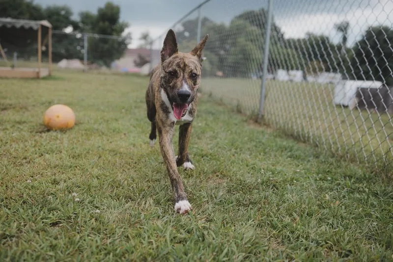 A young medium-sized male Brindle Australian Cattle Dog / Blue Heeler dog named Bongo for adoption in Kalamazoo, MI