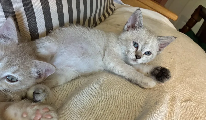 Ritz And Triscuit thumbnail 2
