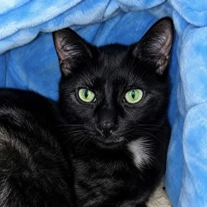 A young large-sized female Domestic Short Hair cat named Sprinkles for adoption in Burlington, WA
