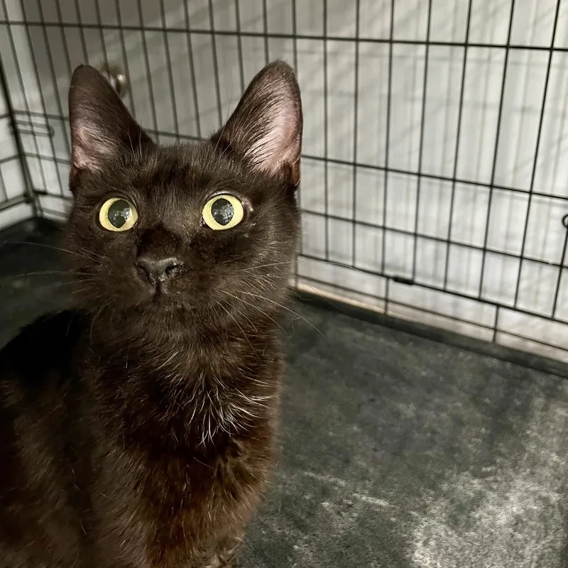 An adult medium-sized female Black Domestic Short Hair cat named Cobain for adoption in Fairmont, WV