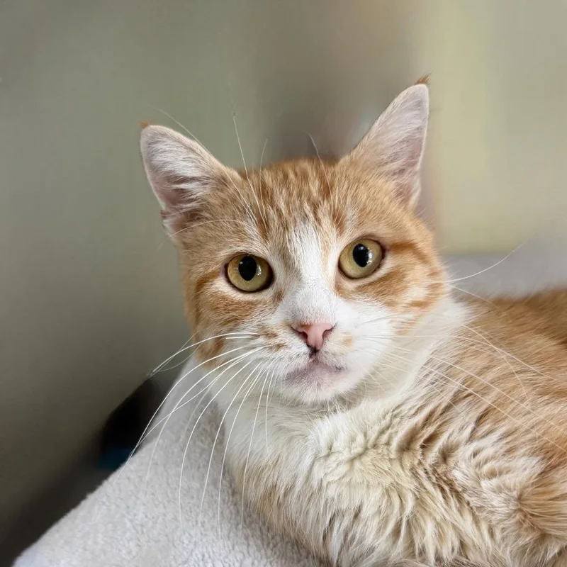 A young medium-sized female Domestic Short Hair cat named Polina for adoption in State College, PA