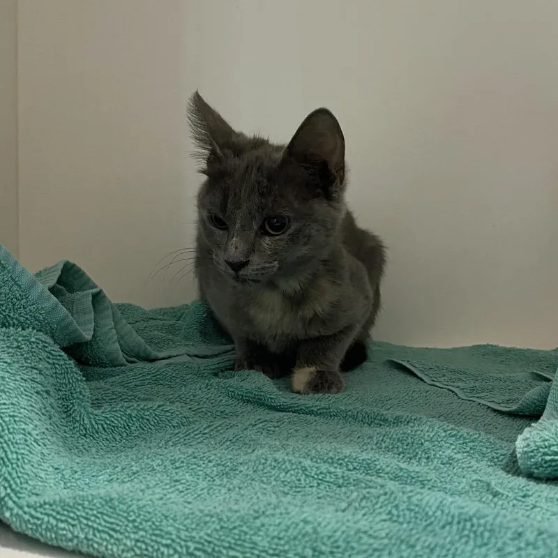 A young small-sized female Gray / Blue / Silver Domestic Short Hair cat named Juliet for adoption in Winston Salem, NC