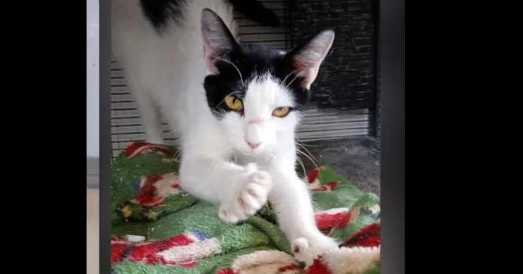 A young small-sized female Black & White / Tuxedo Domestic Short Hair cat named Anjelica Huston for adoption in Thatcher, AZ