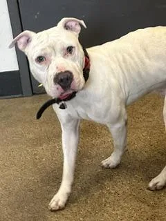 A young medium-sized male White / Cream Pit Bull Terrier dog named Rocco for adoption in Cleveland, OH