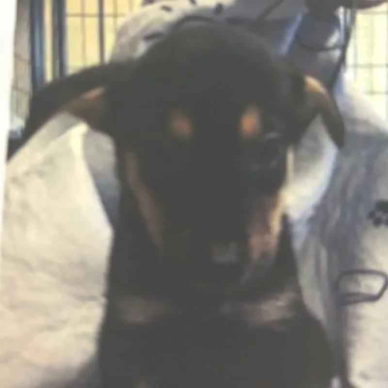 A baby small-sized female Black Labrador Retriever dog named Lily for adoption in Newark, DE