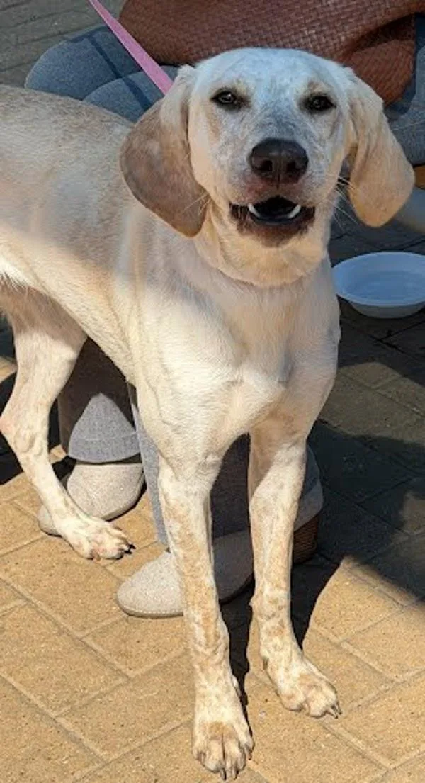 A young medium-sized female Labrador Retriever dog named Alma for adoption in Austin, TX