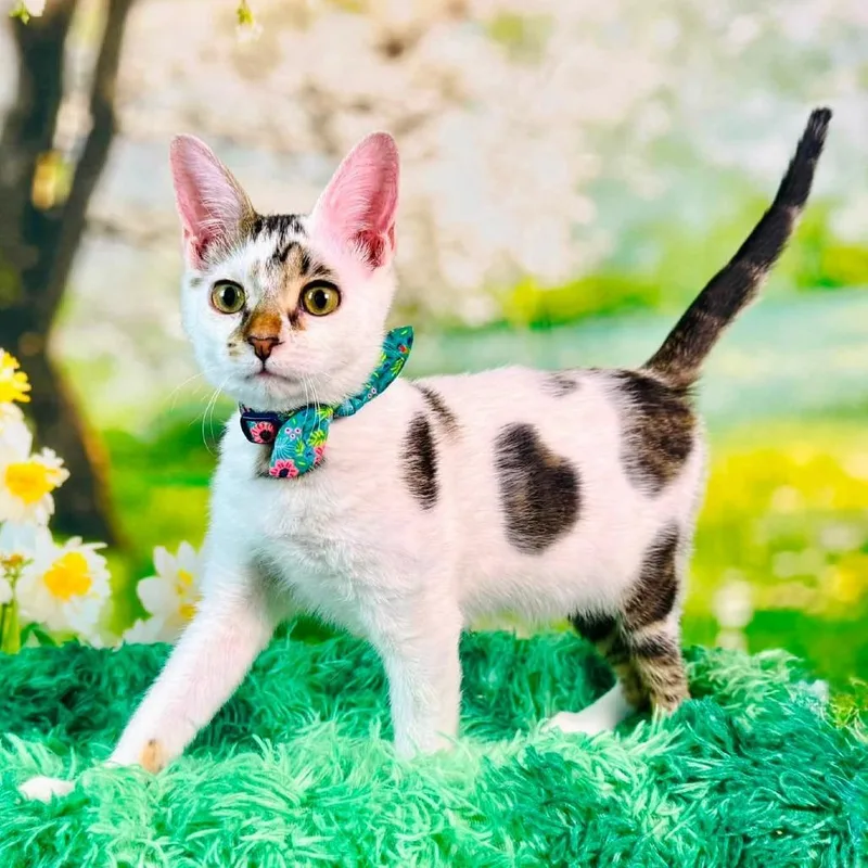 A baby medium-sized female White Turkish Van cat named Skedaddle for adoption in Wichita, KS