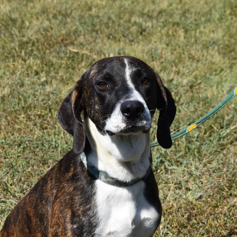 An adult medium-sized male Hound dog named Thunder for adoption in Searcy, AR
