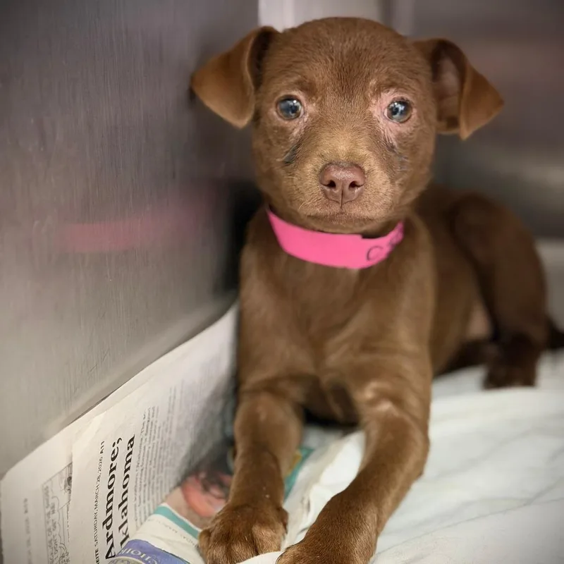A baby small-sized female Brown / Chocolate Mixed Breed dog named Tippy for adoption in Ardmore, OK