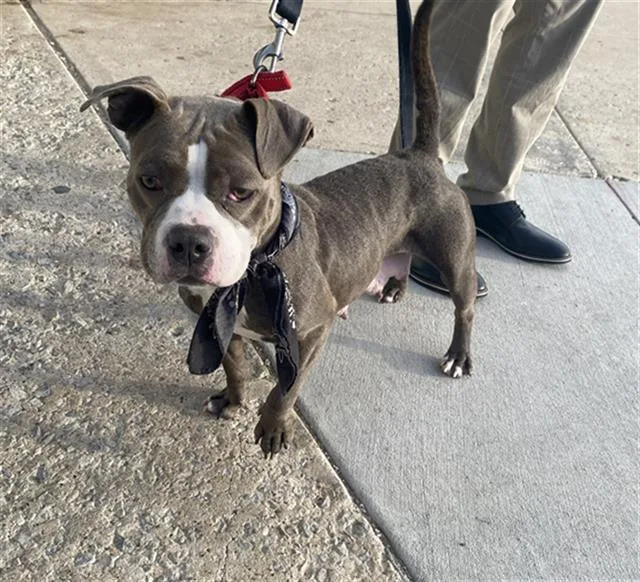 A young medium-sized female Mixed Breed dog named Star for adoption in Dallas, TX