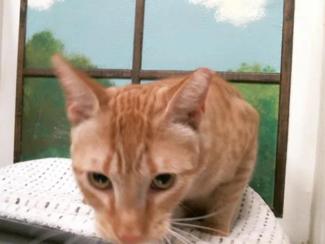A young medium-sized male Domestic Short Hair cat named Buck for adoption in Houston, TX